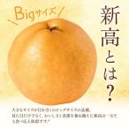 新高梨 3kg 日本フルーツ株式会社 梨 熊本県長洲町 約3kg