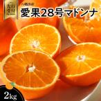 八幡浜産愛果28号マドンナ2kg YWTAS048