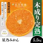星乃みかん 5.5kg