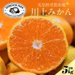 川上みかん 5kg
