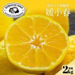2027年発送 五代目が厳選した 媛小春 2kg