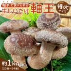 軸まで美味しい 軸王しいたけ 特大サイズ 約1kg