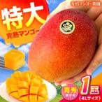 菊池マンゴー4L×1玉 友枝マンゴー農園