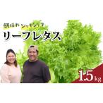 fu.... налог lettuce 1.5kg leaf lettuce Kochi префектура . шерсть город 