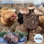 椎茸 シイタケ 800g