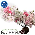 植木 トコナツツツジ 0.9m 久留米ツツジ