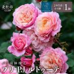 バラ苗鉢植え プリ PJ ルドゥーテ