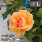 バラ苗鉢植え ニルヴァーナ