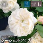 バラ苗鉢植え シーシェルアイズ