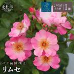 バラ苗鉢植え エクレール