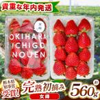 貴重な 伝統の初摘み女峰 280g×2P