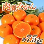 内瀬みかん 約7.5kg