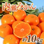 内瀬みかん 約10kg