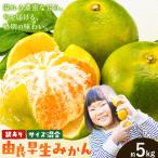 訳あり みかん 由良 早生みかん ご 約5kg