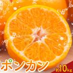 ポンカン10kg 高橋商店