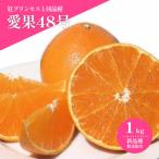 愛果48号 紅プリンセスと同品種 約1.0kg