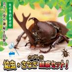 カブト虫 幼虫 さなぎ観察セット カブトムシ