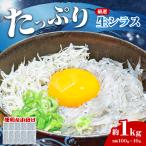 生シラス 約1kg