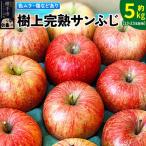 りんご 訳あり 樹上完熟 サンフジ 約5kg