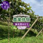 ぶどう産地 勝沼から生まれる農業体験 加工用ぶどう
