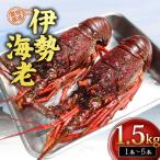 冷凍 活き締め 伊勢海老 Oセット 1.5kg