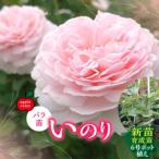 fu.... налог [Apple Roses] роза рассада [. клей ] новый рассада выращивание рассада 6 номер pot ..HNNH047 Saitama префектура . талант город 
