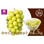 ふるさと納税 <25年発送先行予約>シャインマスカット 約1.5 kg以上 大房2房山梨県笛吹市一宮産 朝採り 産地直送 088-012 | 大房シャインマス.. 山梨県笛吹市