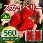 頬張る幸せ★大粒 スカイベリー 560g