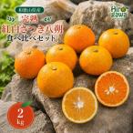 完熟 紅白 さつき 八朔 食べ比べ セット 2kg