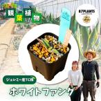多肉植物 園芸 ガーデニング アガベ ホワイトファング