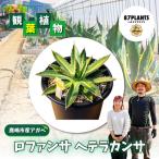多肉植物 アガベ ロファンサ ヘテラカンサ