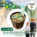 アガベ トランカータ×シャークスキン