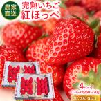 いちご 農家直送完熟いちご 紅ほっぺ 4パック