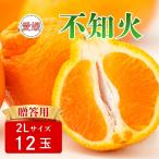 不知火 2Lサイズ 12玉