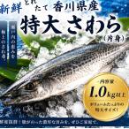 さわら 鰆 特大 片身 新鮮