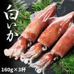 fu.... налог белый .160g×3 кубок комплект кальмар Shimane море . блок 