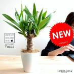 ドラセナ ユッカ 青年の木 白色 プラスチック鉢