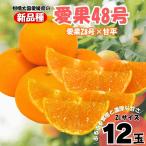 愛果28号 Lサイズ 12玉