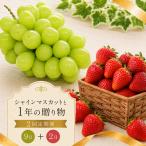 フルーツ 定期便 2回 さぬき姫 シャインマスカット