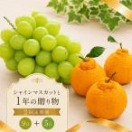 フルーツ 定期便 2回 貯蔵 デコポン シャインマスカット