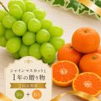 フルーツ 定期便 2回 訳あり 紅みかん シャインマスカット