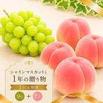 フルーツ 定期便 2回 桃 シャインマスカット