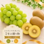 フルーツ 定期便 2回 キウイ ゴールドキウイ