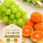 フルーツ 定期便 2回 みかん シャインマスカット