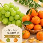 フルーツ 定期便 2回 みかん シャインマスカット