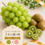 フルーツ 定期便 2回 キウイ シャインマスカット