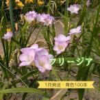 :優しい香り 白色 100本