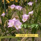 :優しい香り 青色 50本