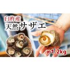 fu.... налог ... красивый море .... натуральный Sazae (1.2kg) Ooita префектура .. город 
