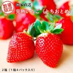 農家直送 鮮度抜群の完熟苺 いちご とちおとめ